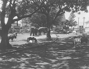 circus animals musgrave park 1962 bcc