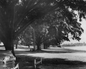 The river bank at Davies Park in 1950, (Brisbane City Council)